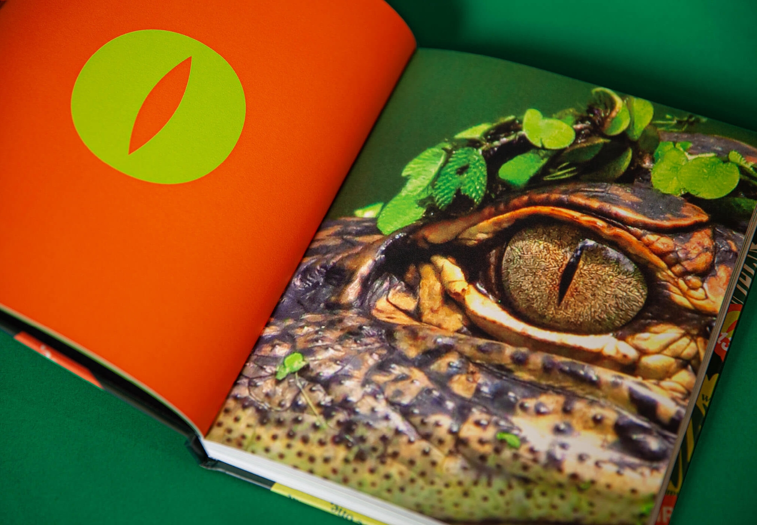 Reptile Encounters - Brandbook Internal Spread Crocodile Eye | Atollon - a design company